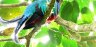 Resplendent Quetzal - Bosque de Paz