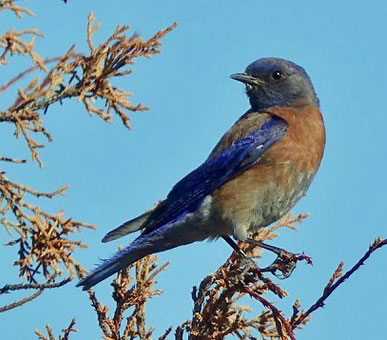 Western Bluebirds Suffer From Drought and Premature Freezing
Temperatures